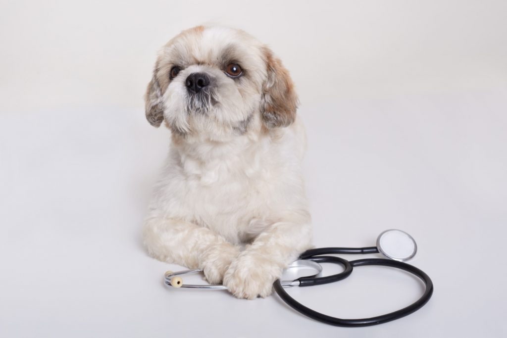 Pet Insurance Companies for Dogs