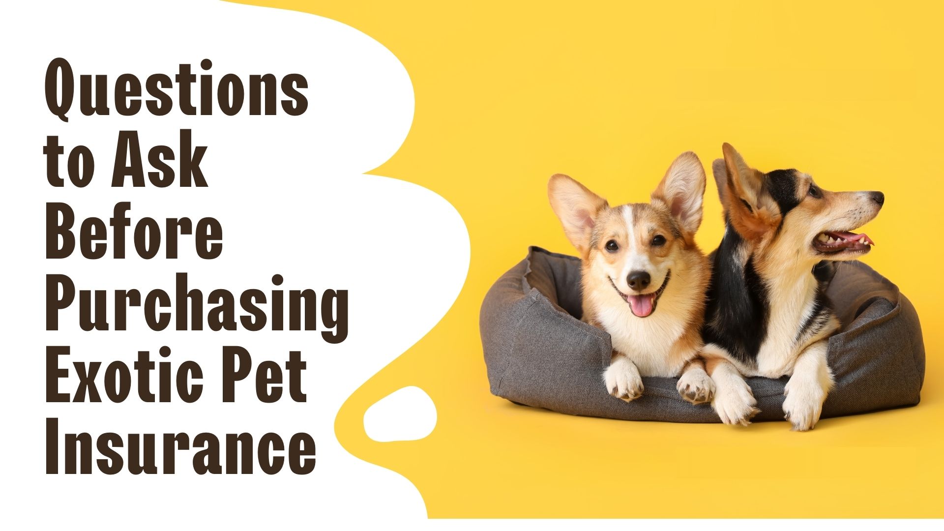 Questions to Ask Before Purchasing Exotic Pet Insurance Shortlister